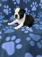 Bella, a female Boston Terrier for sale in Merced, CA – 5 of 6