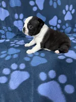 Bella, a female Boston Terrier for sale in Merced, CA – 4 of 6
