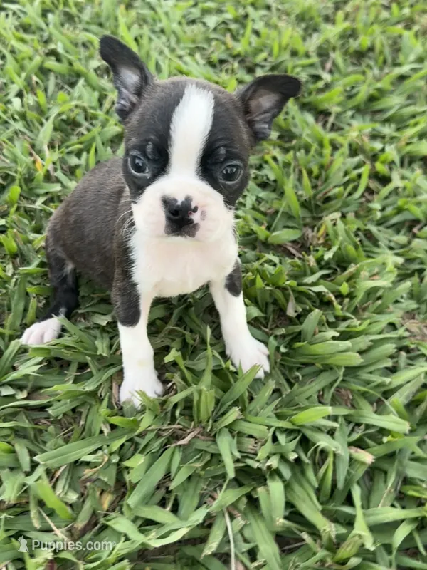Benji  – Boston Terrier puppy for sale in Merced, CA
