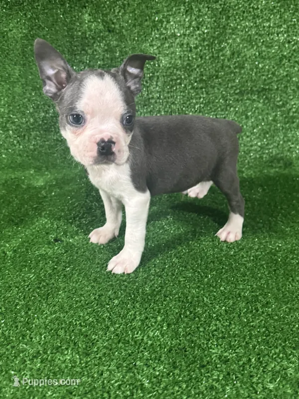 Bruno – Boston Terrier puppy for sale in Merced, CA