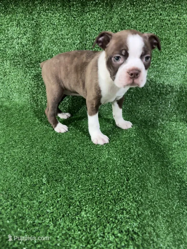 Mia – Boston Terrier puppy for sale in Merced, CA