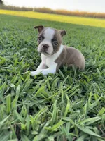 Bambi , a female Boston Terrier for sale in Merced, CA – 2 of 5
