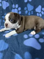 Mia, a female Boston Terrier for sale in Merced, CA – 5 of 5