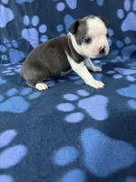 Bruno, a male Boston Terrier for sale in Merced, CA – 4 of 5