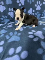 Oreo, a male Boston Terrier for sale in Merced, CA – 6 of 6