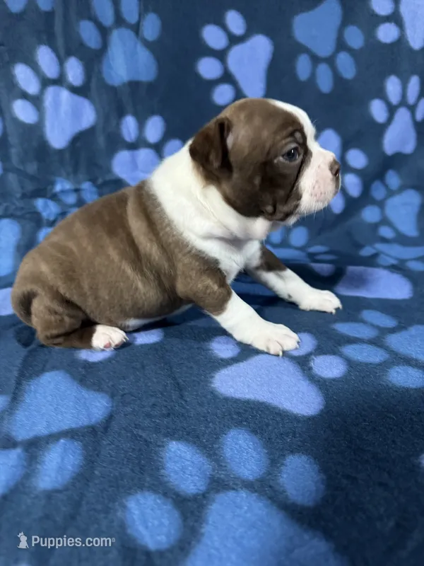 Mia – Boston Terrier puppy for sale in Merced, CA