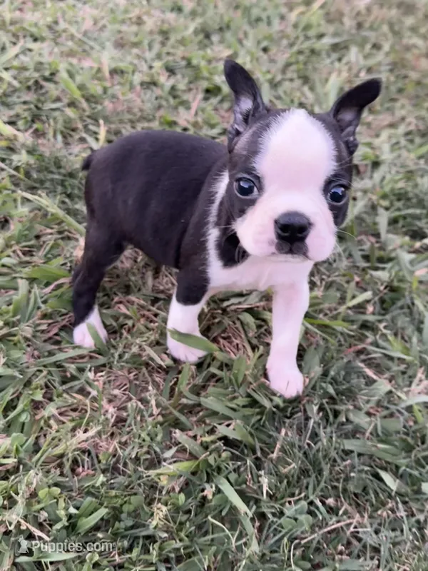Oreo – Boston Terrier puppy for sale in Merced, CA