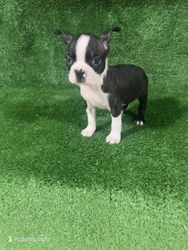 Benji  – Boston Terrier puppy for sale in Merced, CA