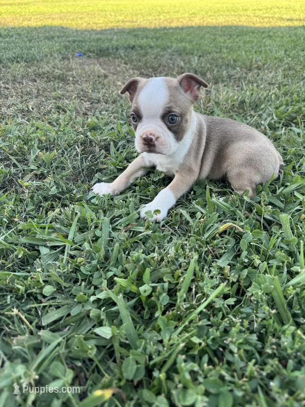 Toby – Boston Terrier puppy for sale in Merced, CA
