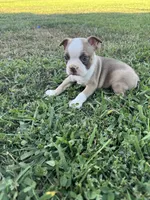 Toby, a male Boston Terrier for sale in Merced, CA – 1 of 5