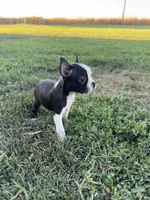Mia, a female Boston Terrier for sale in Merced, CA – 4 of 6