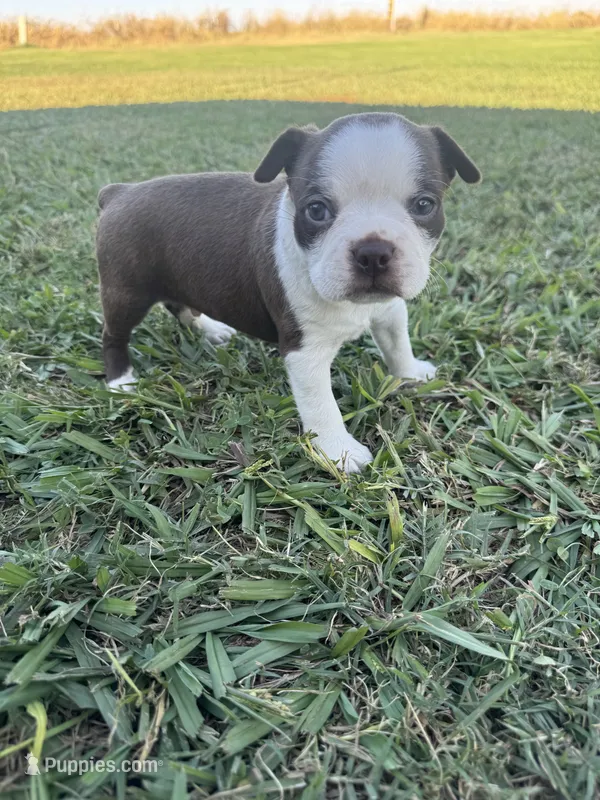 Rocky  – Boston Terrier puppy for sale in Merced, CA