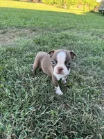 Benji, a male Boston Terrier for sale in Merced, CA – 5 of 6