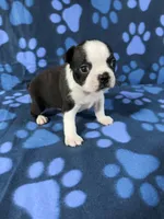 Bella, a female Boston Terrier for sale in Merced, CA – 3 of 6