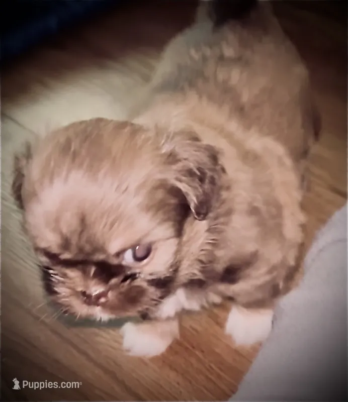 Cocoa – Shih Tzu puppy for sale in Redwood City, CA