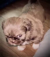 Cocoa, a female Shih Tzu for sale in Redwood City, CA – 1 of 4