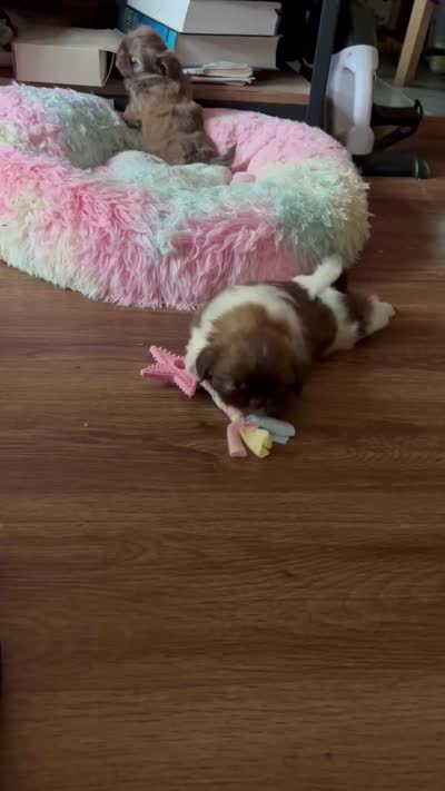 Luna, a female Shih Tzu for sale in Redwood City, CA – 5 of 6