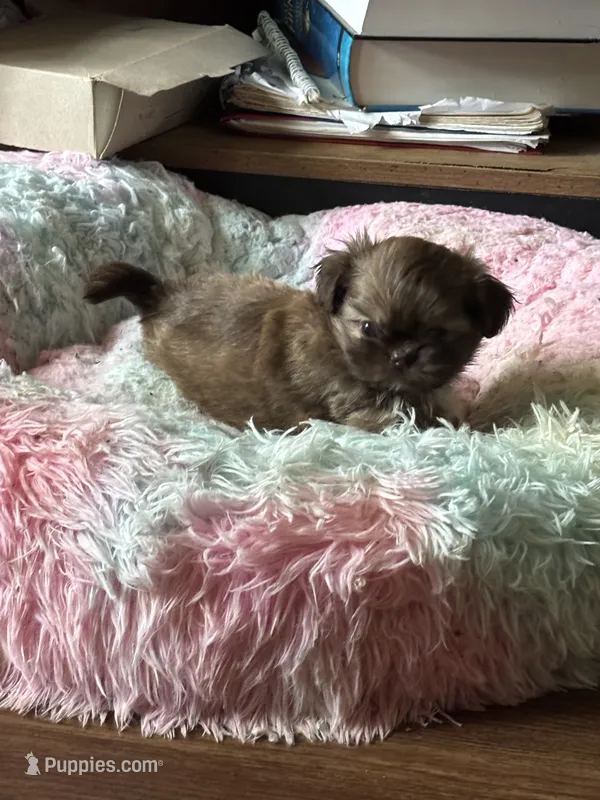 Luna – Shih Tzu puppy for sale in Redwood City, CA