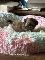 Luna, a female Shih Tzu for sale in Redwood City, CA – 1 of 6