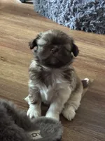 Luna, a female Shih Tzu for sale in Redwood City, CA – 6 of 6