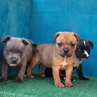 Spark Plug, a male Staffordshire Bull Terrier for sale in Atlanta, GA – Photo 5 of 5