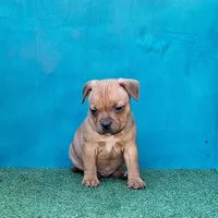 Spark Plug, a male Staffordshire Bull Terrier for sale in Atlanta, GA – Photo 3 of 5