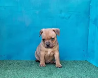 Spark Plug, a male Staffordshire Bull Terrier for sale in Atlanta, GA – Photo 3 of 5