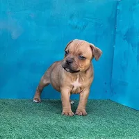 Spark Plug, a male Staffordshire Bull Terrier for sale in Atlanta, GA – Photo 2 of 5