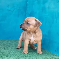 Spark Plug, a male Staffordshire Bull Terrier for sale in Atlanta, GA – Photo 4 of 5