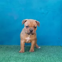 Spark Plug, a male Staffordshire Bull Terrier for sale in Atlanta, GA – Photo 1 of 5