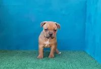 Spark Plug, a male Staffordshire Bull Terrier for sale in Atlanta, GA – Photo 1 of 5