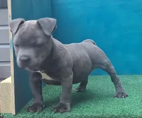 Cannon , a male Staffordshire Bull Terrier for sale in Atlanta, GA – 5 of 9
