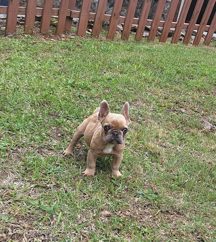 Luke – French Bulldog puppy for sale in Atlanta, GA