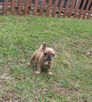 Luke, a male French Bulldog for sale in Atlanta, GA – 1 of 4