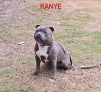 Cannon , a male Staffordshire Bull Terrier for sale in Atlanta, GA – 8 of 9