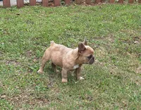 Luke, a male French Bulldog for sale in Atlanta, GA – 3 of 4