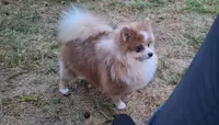 Taco, a male Pomeranian for sale in Atlanta, GA – 3 of 3