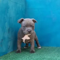 Blue Dozer, a male Staffordshire Bull Terrier for sale in Atlanta, GA – Photo 2 of 5