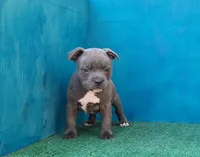 Blue Dozer, a male Staffordshire Bull Terrier for sale in Atlanta, GA – Photo 2 of 5