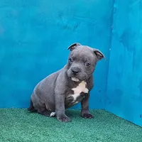 Blue Dozer, a male Staffordshire Bull Terrier for sale in Atlanta, GA – Photo 1 of 5