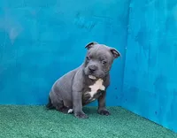 Blue Dozer, a male Staffordshire Bull Terrier for sale in Atlanta, GA – Photo 1 of 5