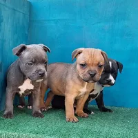 Blue Dozer, a male Staffordshire Bull Terrier for sale in Atlanta, GA – Photo 5 of 5