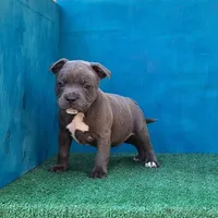 Blue Dozer, a male Staffordshire Bull Terrier for sale in Atlanta, GA – Photo 3 of 5