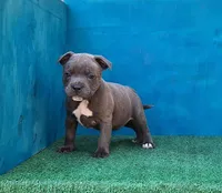 Blue Dozer, a male Staffordshire Bull Terrier for sale in Atlanta, GA – Photo 3 of 5