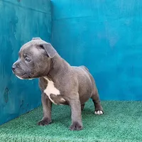 Blue Dozer, a male Staffordshire Bull Terrier for sale in Atlanta, GA – Photo 4 of 5