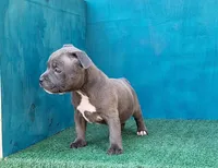 Blue Dozer, a male Staffordshire Bull Terrier for sale in Atlanta, GA – Photo 4 of 5