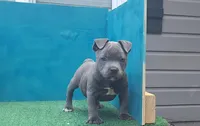Cannon , a male Staffordshire Bull Terrier for sale in Atlanta, GA – 4 of 9