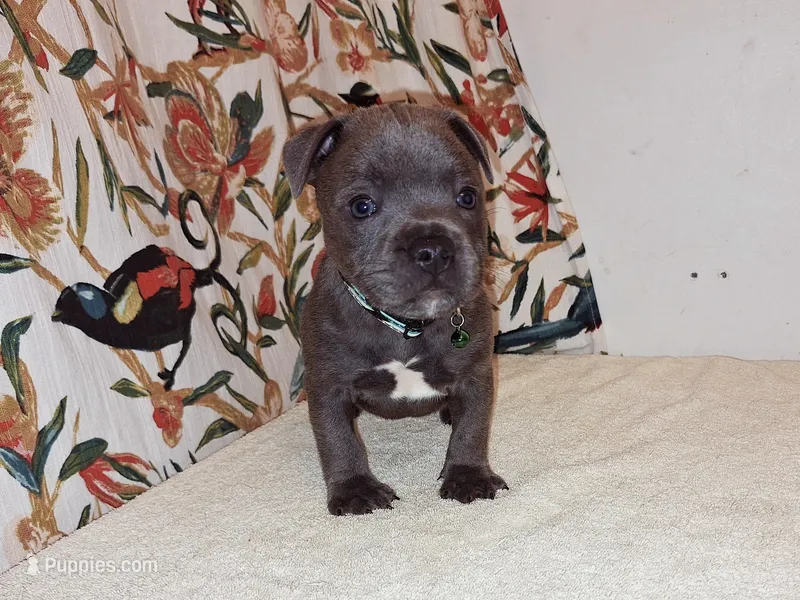 Cannon  – Staffordshire Bull Terrier puppy for sale in Atlanta, GA