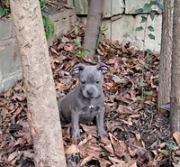 Leo & Mars, a male Staffordshire Bull Terrier for sale in Atlanta, GA – Photo 3 of 3