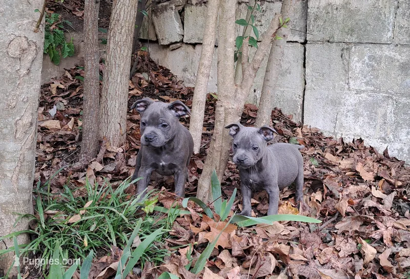 Leo & Mars, a male Staffordshire Bull Terrier for sale in Atlanta, GA – Photo 1 of 3